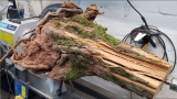 Woodturning – Hawthorn Root Lamp
