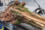 Woodturning – Hawthorn Root Lamp