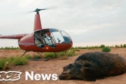 Feral Hogs Are Tearing Up Texas, So Tourists Are Shooting Them from Helicopters