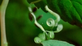 Caterpillars Feeding on Exploding Touch-Me-Not Seed Pods