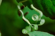 Caterpillars Feeding on Exploding Touch-Me-Not Seed Pods