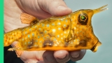 Myanmar’s EXTREME SEAFOOD Culture!! STRANGE Creatures and Ocean Farms!!