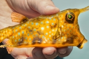 Myanmar’s EXTREME SEAFOOD Culture!! STRANGE Creatures and Ocean Farms!!