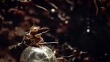 Ants Rip Queen’s Legs Off | Empire Of The Desert Ants