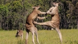 The Greatest Fights In The Animal Kingdom