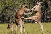 The Greatest Fights In The Animal Kingdom