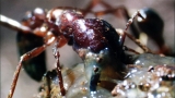 Driver Ants Eat Slug Alive