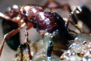 Driver Ants Eat Slug Alive