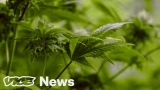 Weed Fraud: Are you Getting Cheated?