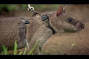 Rats Save Humans From Landmines