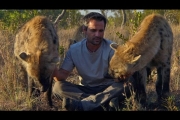 Why Do Hyenas Laugh?