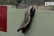 The Badger that can escape from anywhere! | Honey Badgers: Masters of Mayhem