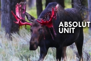 Moose are Absolute Units