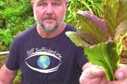 8 Fast Growing Vegetables You Can Grow at Home in a Hurry
