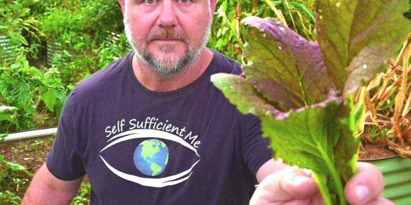 8 Fast Growing Vegetables You Can Grow at Home in a Hurry