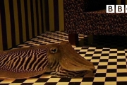 Can Cuttlefish camouflage in a living room?