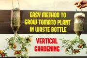 Easy Way To Grow Tomato Plant in Plastic Hanging Bottle