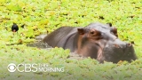 Pablo Escobar’s hippos keep multiplying and Colombia doesn’t know how to stop it