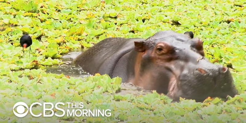 Pablo Escobar’s hippos keep multiplying and Colombia doesn’t know how to stop it