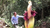 World’s BIGGEST Flowers!