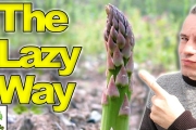 How To GROW Asparagus   The LAZY Way!