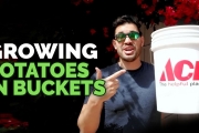 How to Grow Potatoes in Buckets: Planting Techniques!