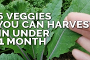 5 Fast Growing Veggies You Can Harvest in Under 1 Month