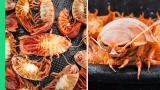 Japanese Seafood NIGHTMARE!!! RARE Deep Sea Creature Cooking!!