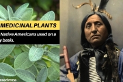 30 medicinal plants the Native Americans used on a daily basis