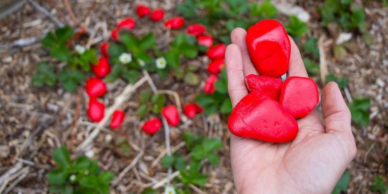 Simple Tricks to Keep Your Garden PEST FREE!