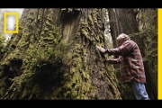 One Man’s Mission to Revive the Last Redwood Forests