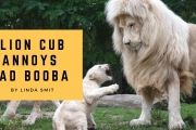 Lion cub annoys his dad. Cubs are taught a lesson