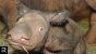 The Most Dangerous Newborn Baby Animals On Earth