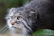Manul – the Angriest cat in the world. Interesting facts about Manuls