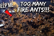 PLEASE HELP: What Should I Do With All These FIRE ANTS?