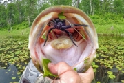 Bass Love Spiders!