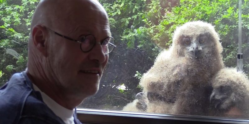 Man shares apartment with family of huge owls