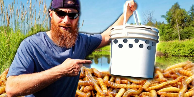 Breeding Maggots in a Tree (Auto Fish ‘Vending Machine’!) | Survival Fishing Challenge