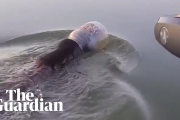 Family rescue bear found swimming with a plastic jar on its head