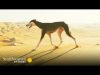 This Arabian Dog is Fast Enough to Catch a Gazelle ???? Amazing Dogs | Smithsonian Channel