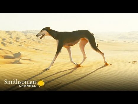 This Arabian Dog is Fast Enough to Catch a Gazelle ???? Amazing Dogs | Smithsonian Channel