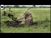 Here’s What a  Lion Does After Being Banished From the Pride