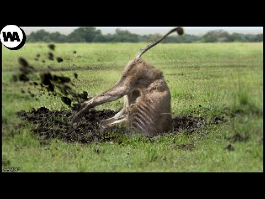 Here’s What a  Lion Does After Being Banished From the Pride