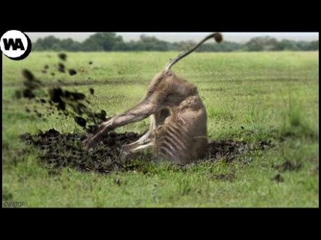 Here’s What a  Lion Does After Being Banished From the Pride