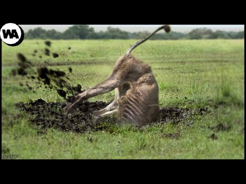 Here’s What a  Lion Does After Being Banished From the Pride