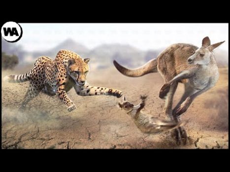 The Reason Why Kangaroo Abandons Its Baby to Predators