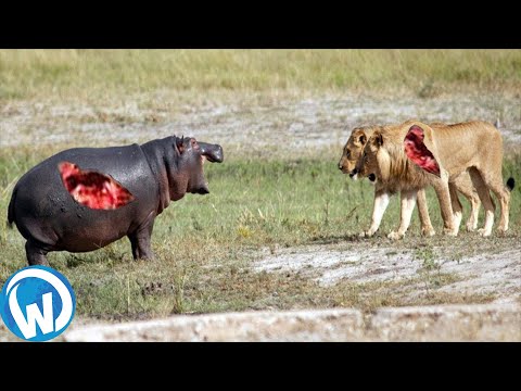 The Most Extreme Wild Animals Battles!