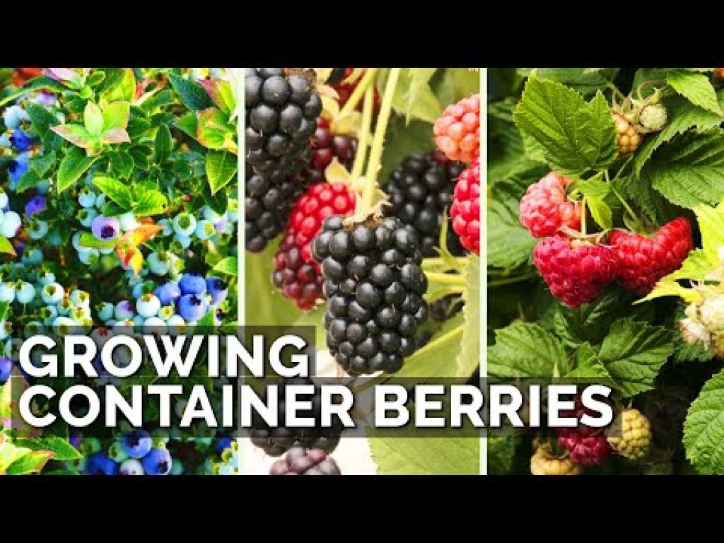 How to Grow Raspberries, Blueberries, and Blackberries in Containers