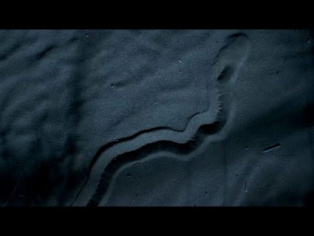 The Blind Assassin of the Desert | Planet Earth II | BBC Earth