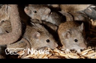 Millions of Mice Are Terrorizing Australia